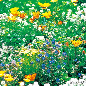 種 ワイルドフラワー ハイドロカラーミックス 約2平方メートル分 1袋【タキイ種苗公式】春まき 秋まき