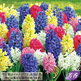 楽天市場 花の球根 植物の種類ヒヤシンス 球根 ガーデニング 農業 花 ガーデン Diyの通販