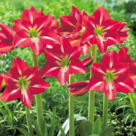 球根 ヒッペアストラム・ストリペットビューティー 2球【タキイ種苗公式】春植え