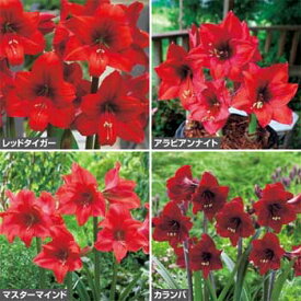 楽天市場 花の球根 カラーイエロー 種類 植物 アマリリス 球根 ガーデニング 農業 花 ガーデン Diyの通販