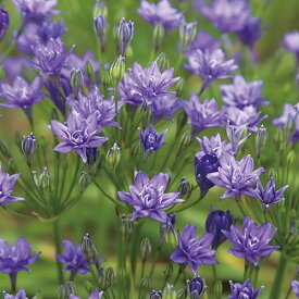 楽天市場 ブロー ディア 球根の通販