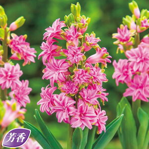  qVXEt@^W[_usN 2y^LCczHA