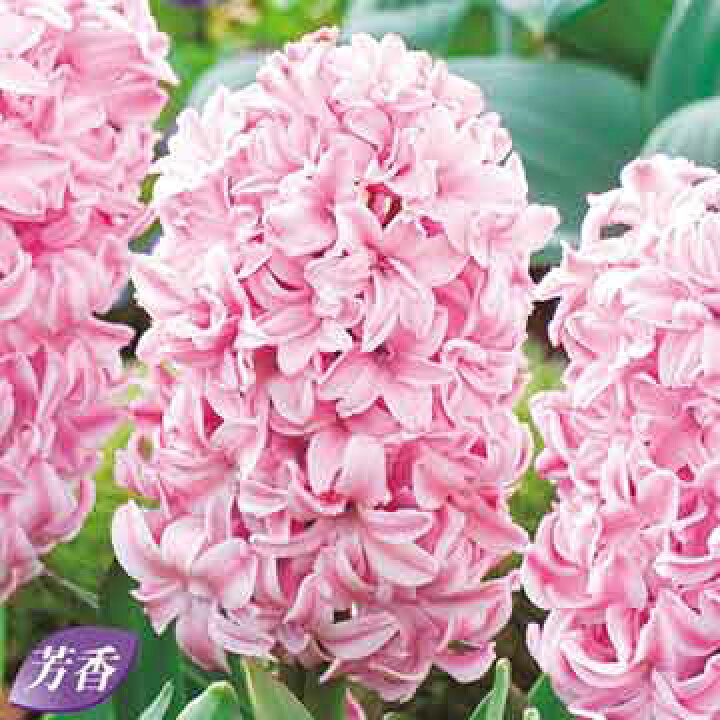 楽天市場 タキイ種苗 球根 ヒヤシンス フォンダント タネのタキイ 楽天市場店