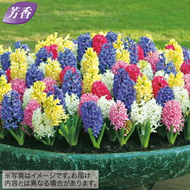 【予約】球根 ヒヤシンス ミックス 10球【タキイ種苗公式】秋植え