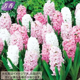 【予約】球根 ヒヤシンス ピンク＆ホワイト ミックス 10球【タキイ種苗公式】秋植え