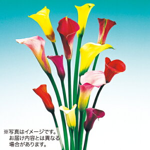 y\z J[EJt@~bNX 5y^LCcztA