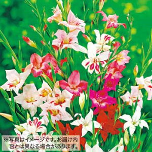  炫OWIX ~bNX 20y^LCczHA