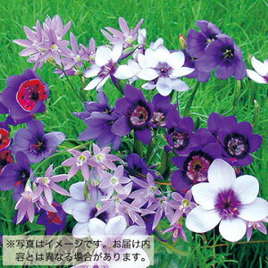  QC\[U XyV~bNX 10y^LCczHA