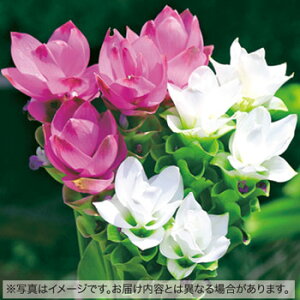 y\z NN}E[^X@~bNX 10y^LCcztA