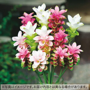 y\z NN}EveB[~bNX 10y^LCcztA