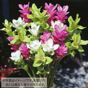 y\z NN}EJt@~bNX 10y^LCcztA