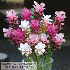 y\z NN}EX}[g@~bNX 10y^LCcztA