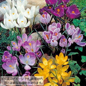【予約】球根 大輪咲きクロッカス ミックス 20球【タキイ種苗公式】秋植え