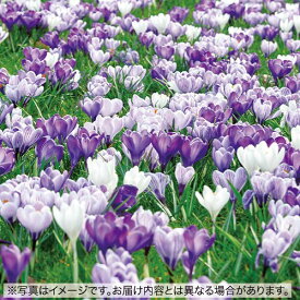 【予約】球根 クロッカス・オーシャンカラーミックス 15球【タキイ種苗公式】秋植え