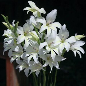  炫OWIX Rr[Ao 5y^LCczHA