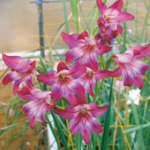  炫OWIX ~XeB[[Y 3y^LCczHA