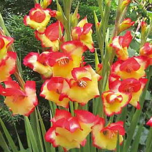  炫OWIX XxKX 10y^LCczHA