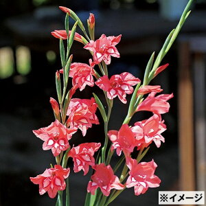  炫OWIX XP 10y^LCczHA