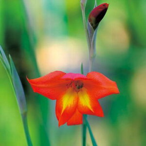  炫OWIX vI[nCubh 3y^LCczHA