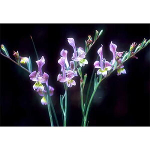  炫OWIX EBWAG 2y^LCczHA