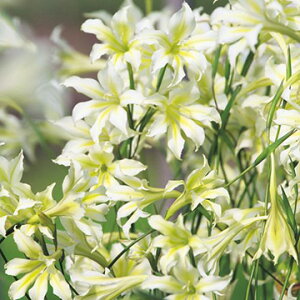  炫OWIXEgXeBX RR[ 10y^LCczHA