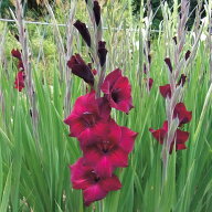 球根 グラジオラス・バックスター 10球【タキイ種苗公式】春植え