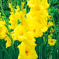 球根 グラジオラス・バナナラマ 10球【タキイ種苗公式】春植え