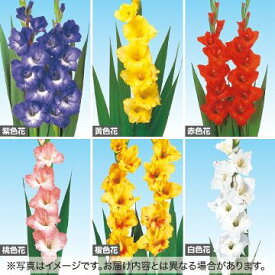 球根 グラジオラス・色別　セット 1組【タキイ種苗公式】春植え