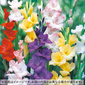 y\z OWIX܂Ƃߔ@~bNX 30y^LCcztA