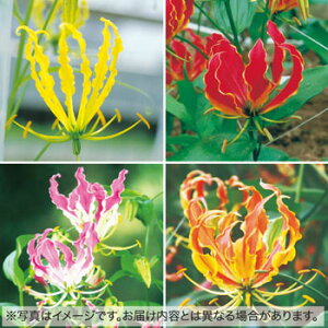 y\z OITEt@C~bNX 5y^LCcztA