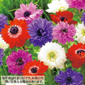 楽天市場 アネモネ 八重咲きの通販