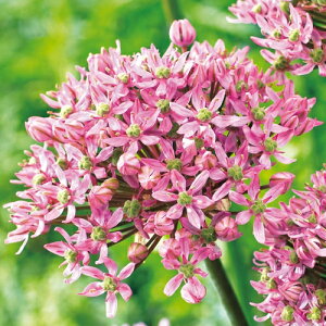 球根 アリウムの人気商品 通販 価格比較 価格 Com