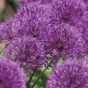  A[EpE_[pt 10y^LCczHA