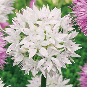  A[ OCXtr[eB[ 10y^LCczHA