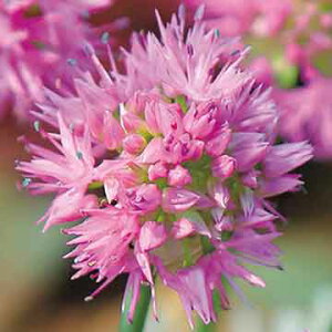  A[ [W[r[eB[ 5y^LCczHA