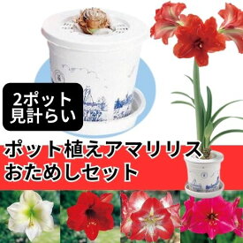 球根 ポット植えアマリリスおためしセット 1組【タキイ種苗公式】秋植え