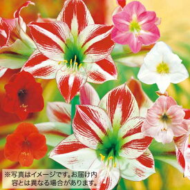 楽天市場 アマリリス 鉢植えの通販