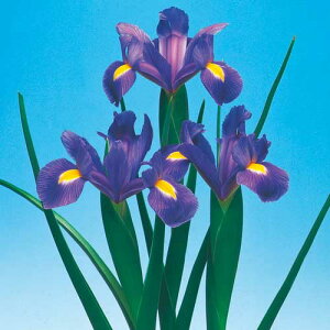  _b`ACX u[}WbN 10y^LCczHA