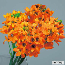 楽天市場 オーニソガラム 球根 花 ガーデン Diy の通販