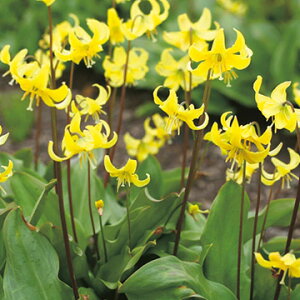  GXjEiJ^Nj pS_ 5y^LCczHA