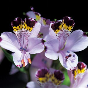  nAXgAEBIZA u[ 3y^LCczHA