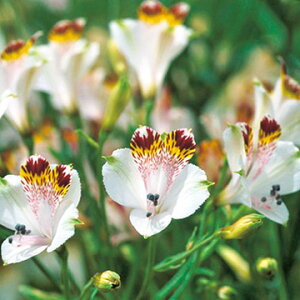  nAXgAEBIZAVL[sN 3y^LCczHA