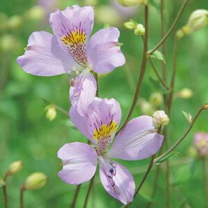  nAXgAEp[yL 3y^LCczHA