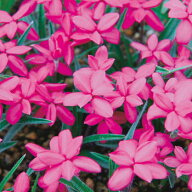 球根 アッツザクラ・小輪赤花 10球【タキイ種苗公式】春植え
