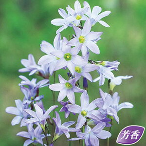  CLVAEvLCfX 10y^LCczHA