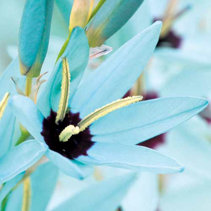 楽天市場 タキイ種苗 球根 イキシア ヴィリディフローラ タネのタキイ 楽天市場店