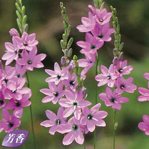  CLVA |X^LA 10y^LCczHA