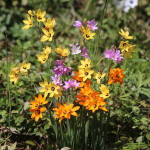  CLVAE~bNX 20y^LCczHA