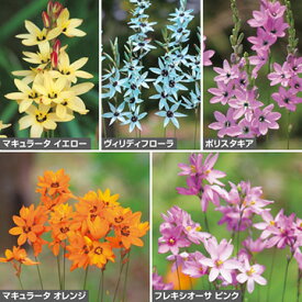 楽天市場 寄せ植え セット 球根 ガーデニング 農業 花 ガーデン Diyの通販