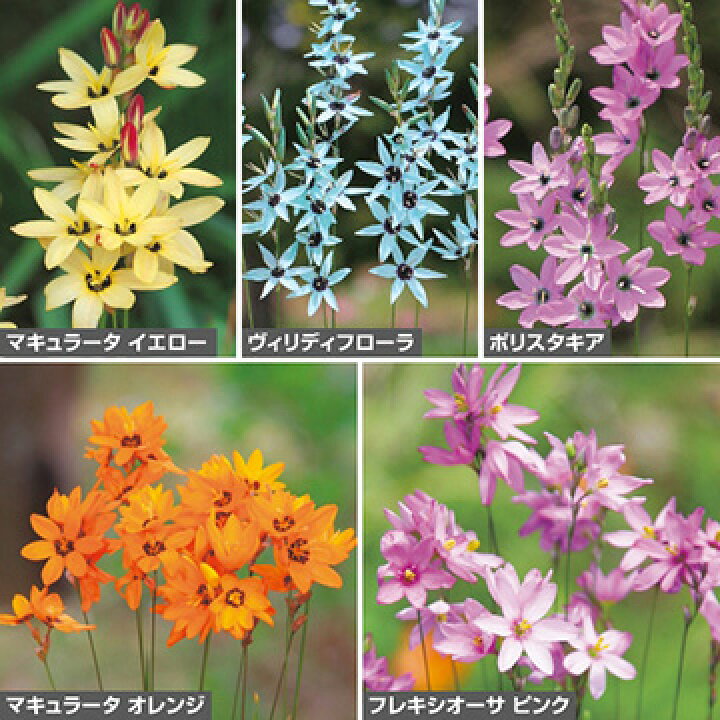 タキイ種苗 球根 チューリップ 50球詰め